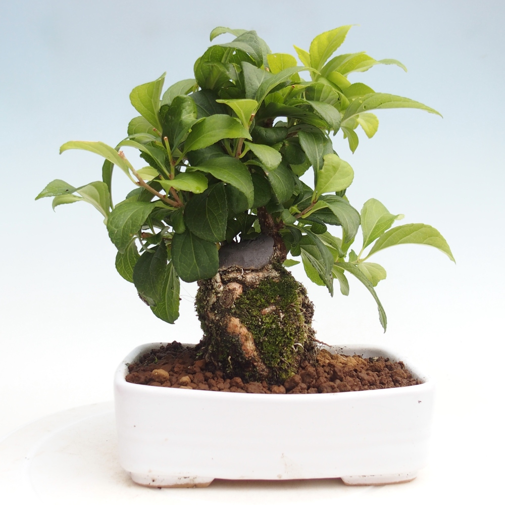 Outdoor bonsai - Celastrus Jesenec