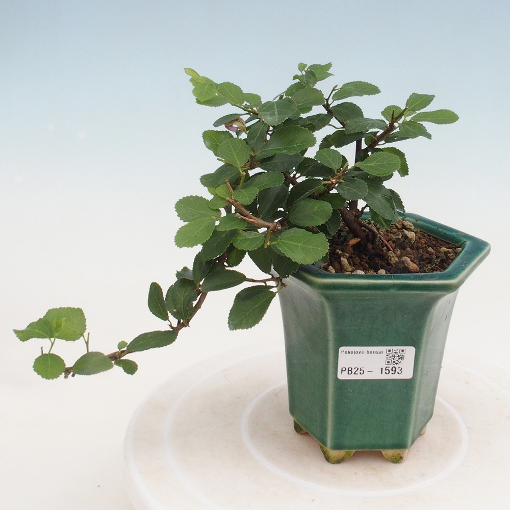 Indoor bonsai - Grewia occidentalis - Lavender star