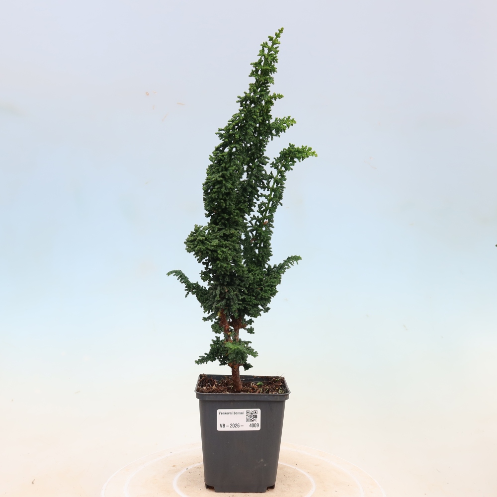 Outdoor bonsai - Cham. obtusa SEKKA HINOKI - Cypress