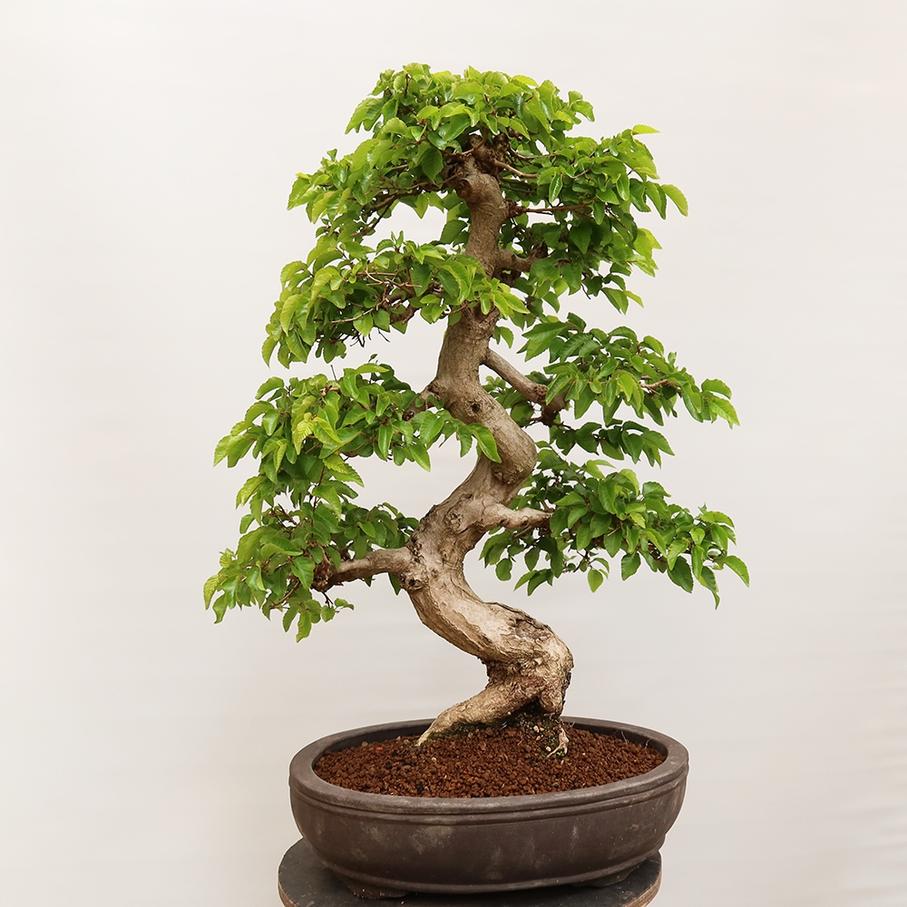Outdoor bonsai - Carpinus Coreana - Korean hornbeam