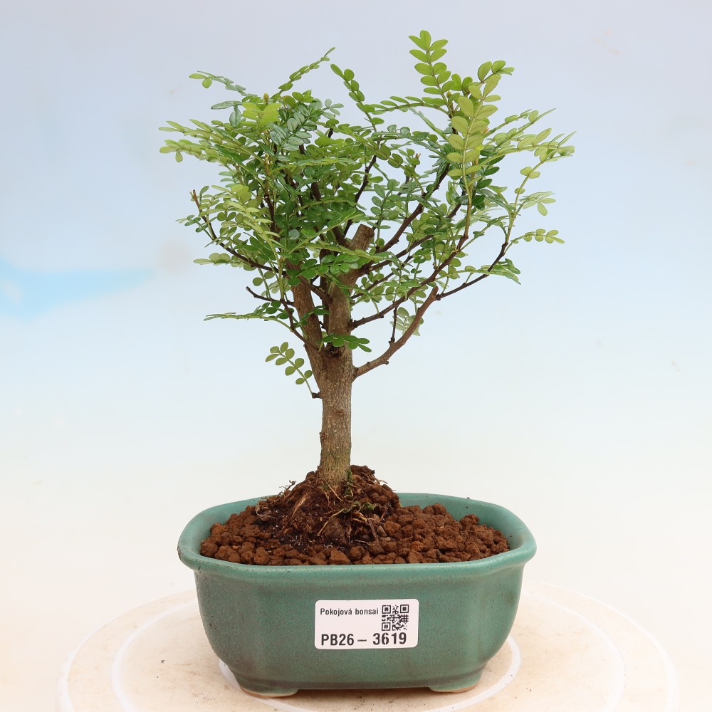 Room bonsai - Zantoxylum piperitum - pepper tree