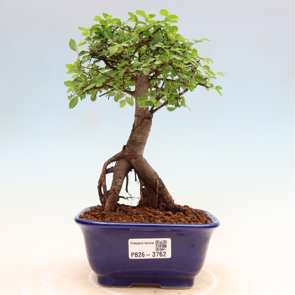 Room bonsai - Ulmus parvifolia - Small-leaved elm