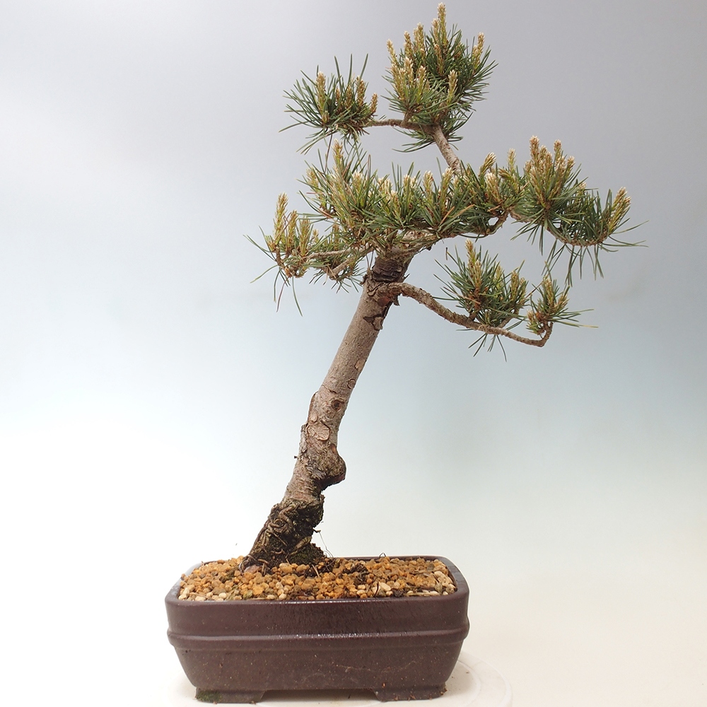 Outdoor bonsai - Pinus Sylvestris - Scots pine