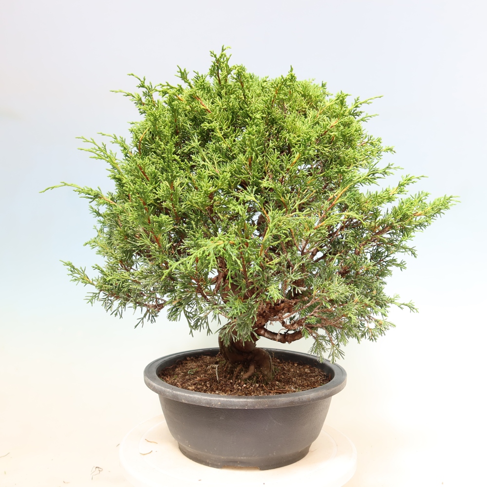 Outdoor Bonsai - Juniperus chinensis Itoigawa - Chinese Juniper