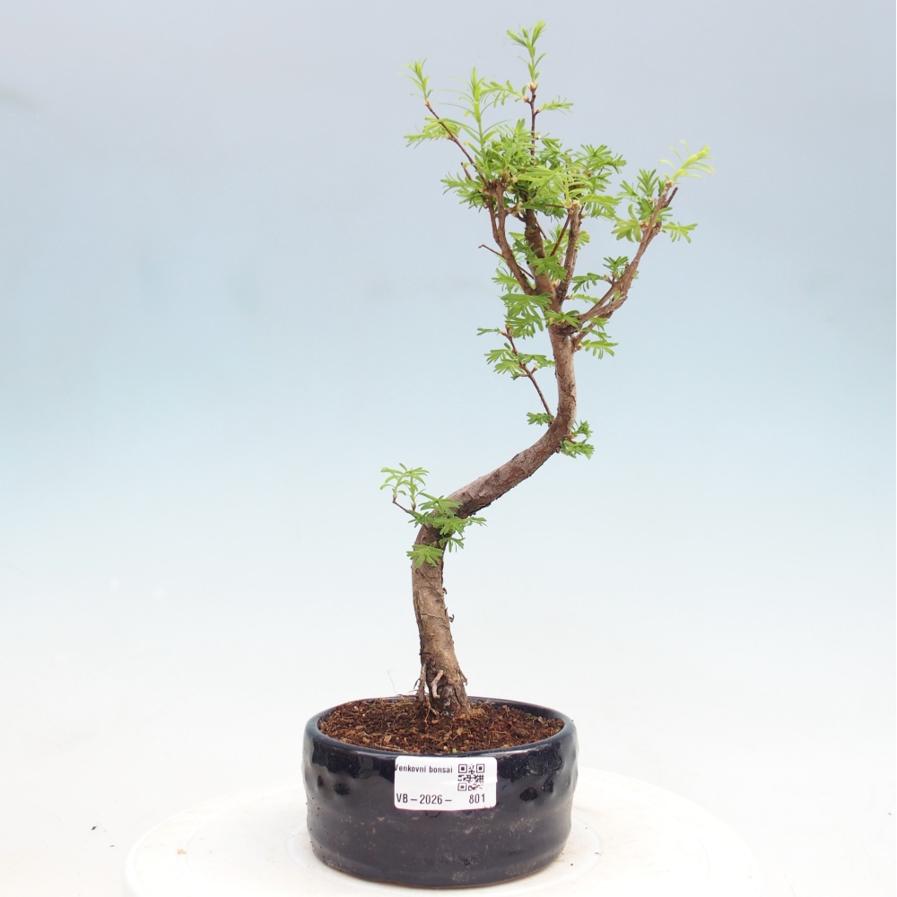 Outdoor bonsai - Metasequoia glyptostroboides - Chinese Metasequoia