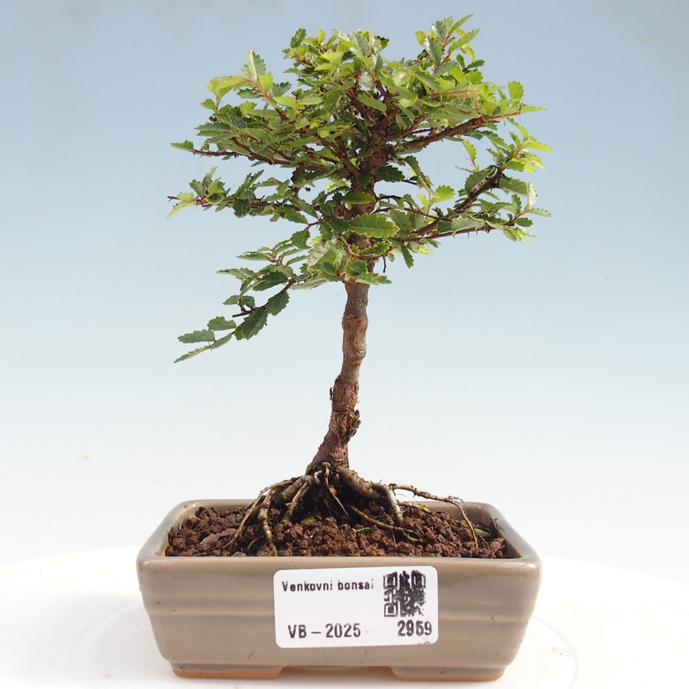 Outdoor bonsai - Ulmus parvifolia Sagei - Small-leaved elm
