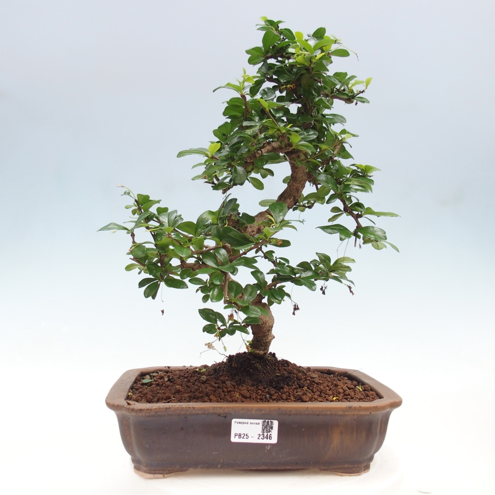 Room bonsai - Carmona macrophylla - Tea fuki