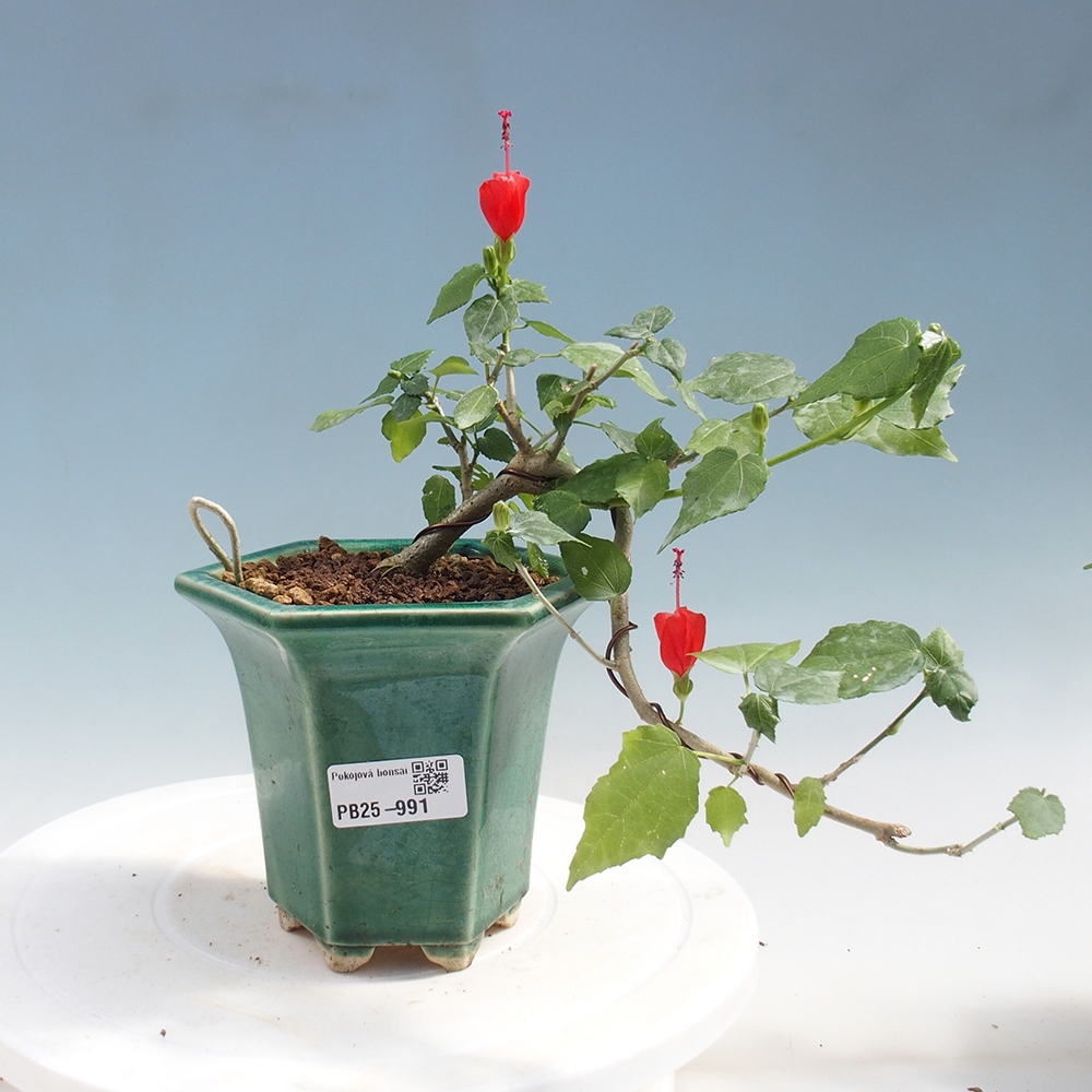 Indoor bonsai - Malvaviscus arboreus - woody hibiscus