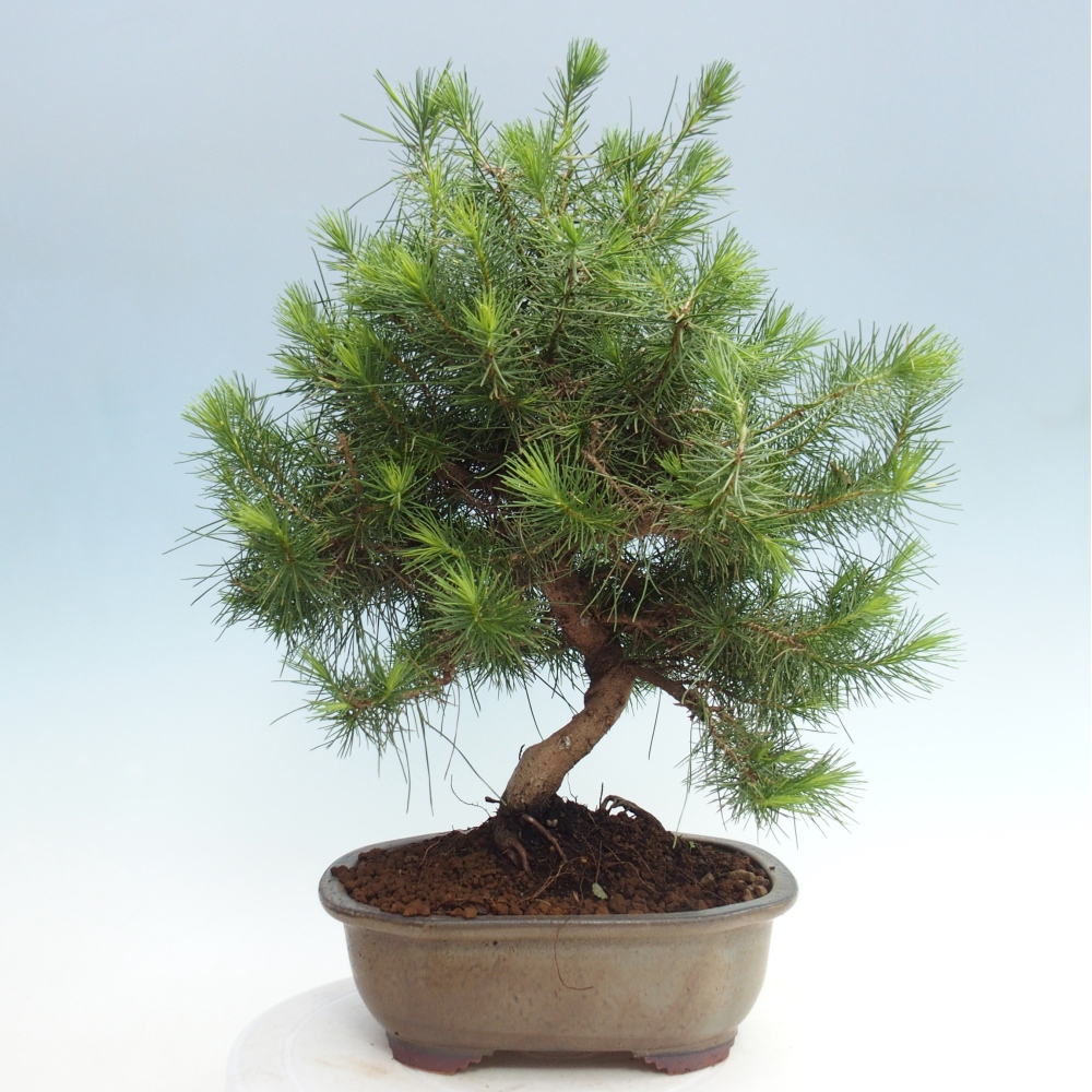 Room bonsai-Pinus halepensis-Pine of Aleppo