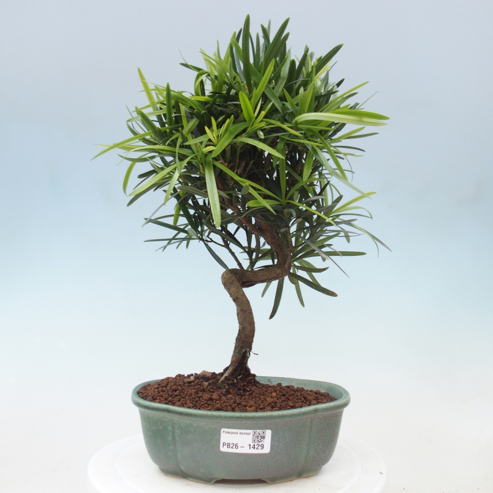 Room bonsai - Podocarpus - Stone Yew