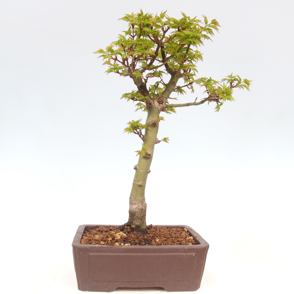 Outdoor bonsai -Javor palm Acer palmatum Shishigashira