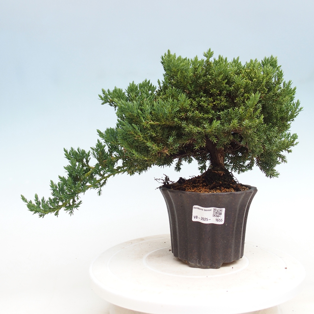 Outdoor bonsai - Juniperus procumbens - Prostrate Juniper