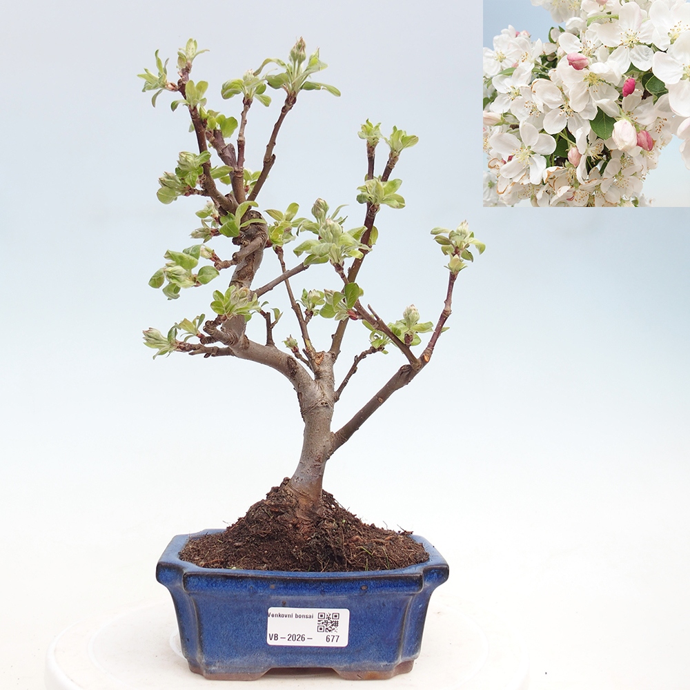 Outdoor bonsai -Malus halliana - Small-fruited apple tree