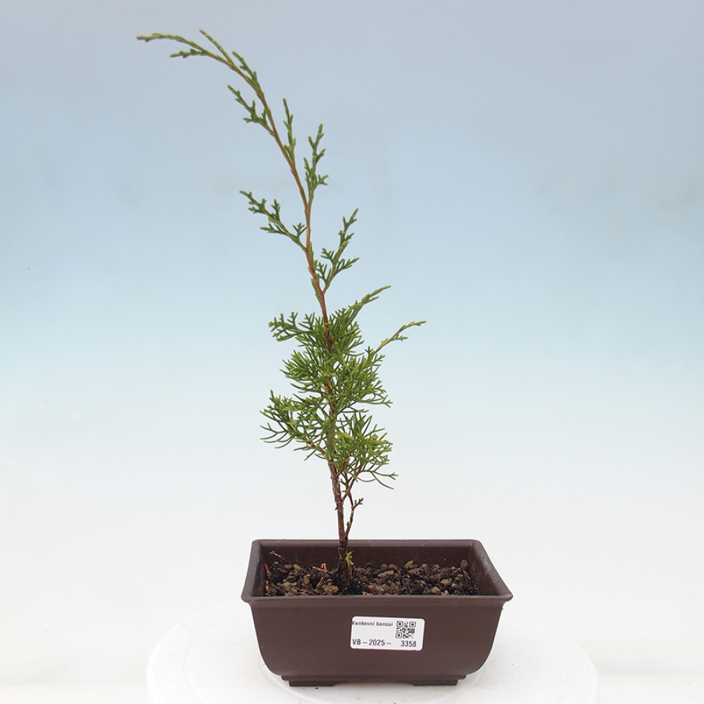 Outdoor bonsai - Juniperus chinensis Itoigawa - Chinese juniper