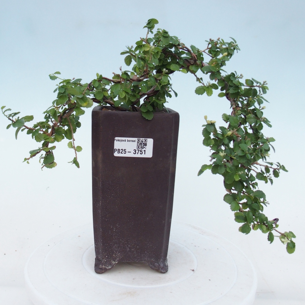 Room bonsai - Grewia sp. - Grewia malafolia