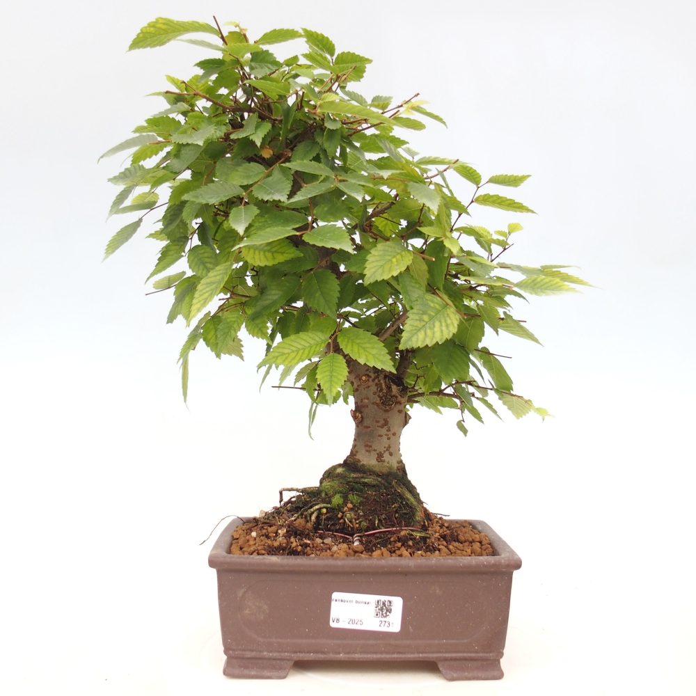 Outdoor bonsai - Zelkova - Zelkova serrata