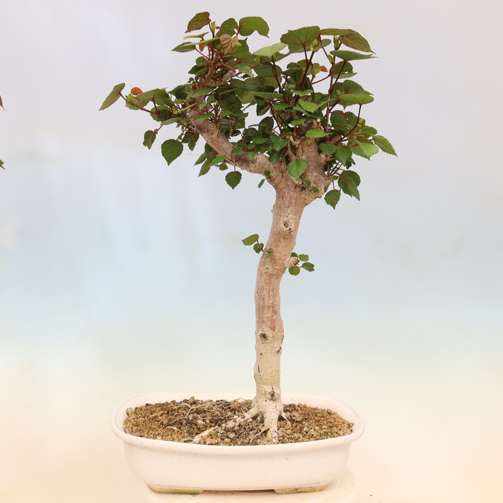 Indoor bonsai - Hibiscus tiliaceus - Sea Hibiscus