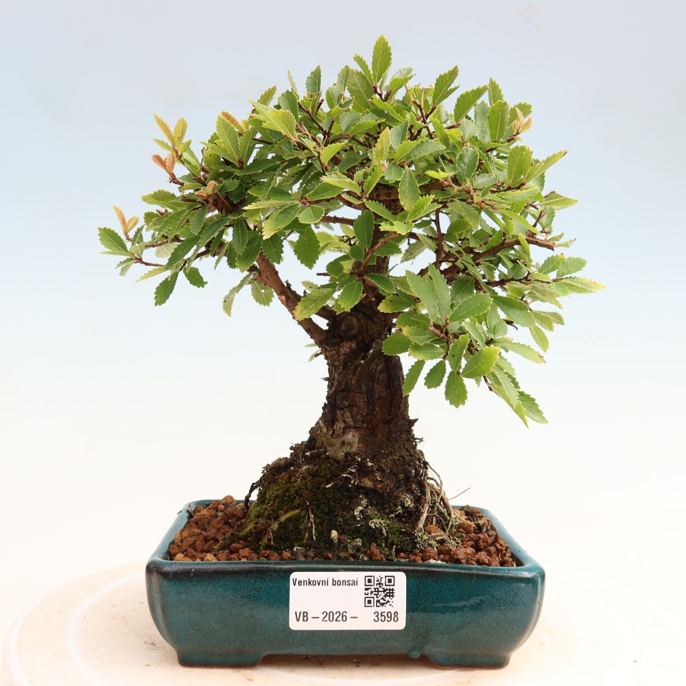 Outdoor bonsai - Zelkova - Zelkova NIRE