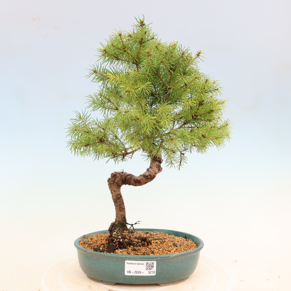 Outdoor bonsai - Spruce - Picea glauca globe