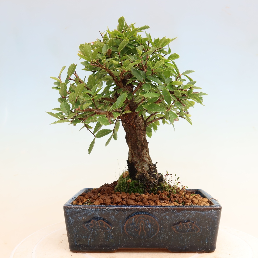 Outdoor bonsai - Zelkova - Zelkova NIRE