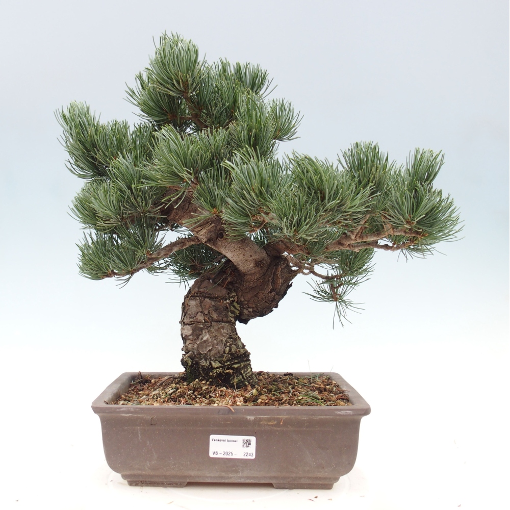 Outdoor bonsai - Pinus parviflora - Small pine tree