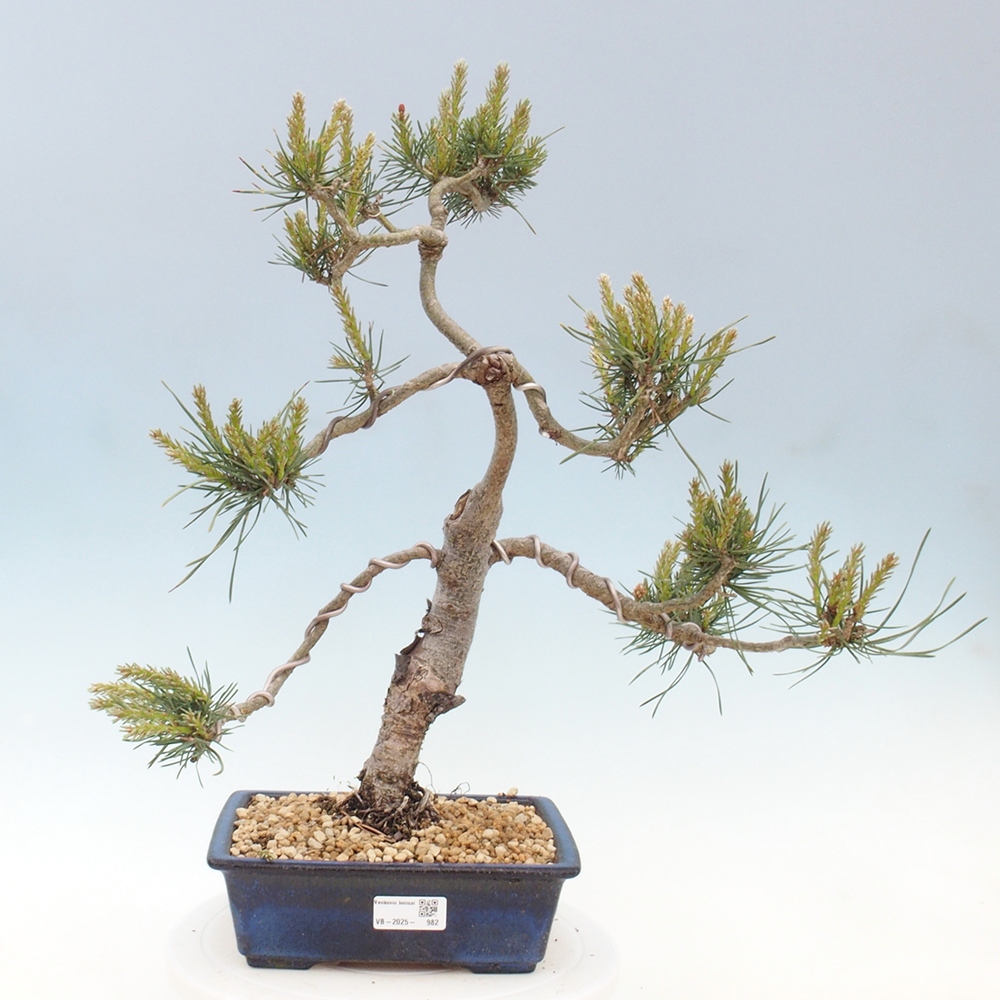 Outdoor bonsai - Pinus Sylvestris - Scots pine
