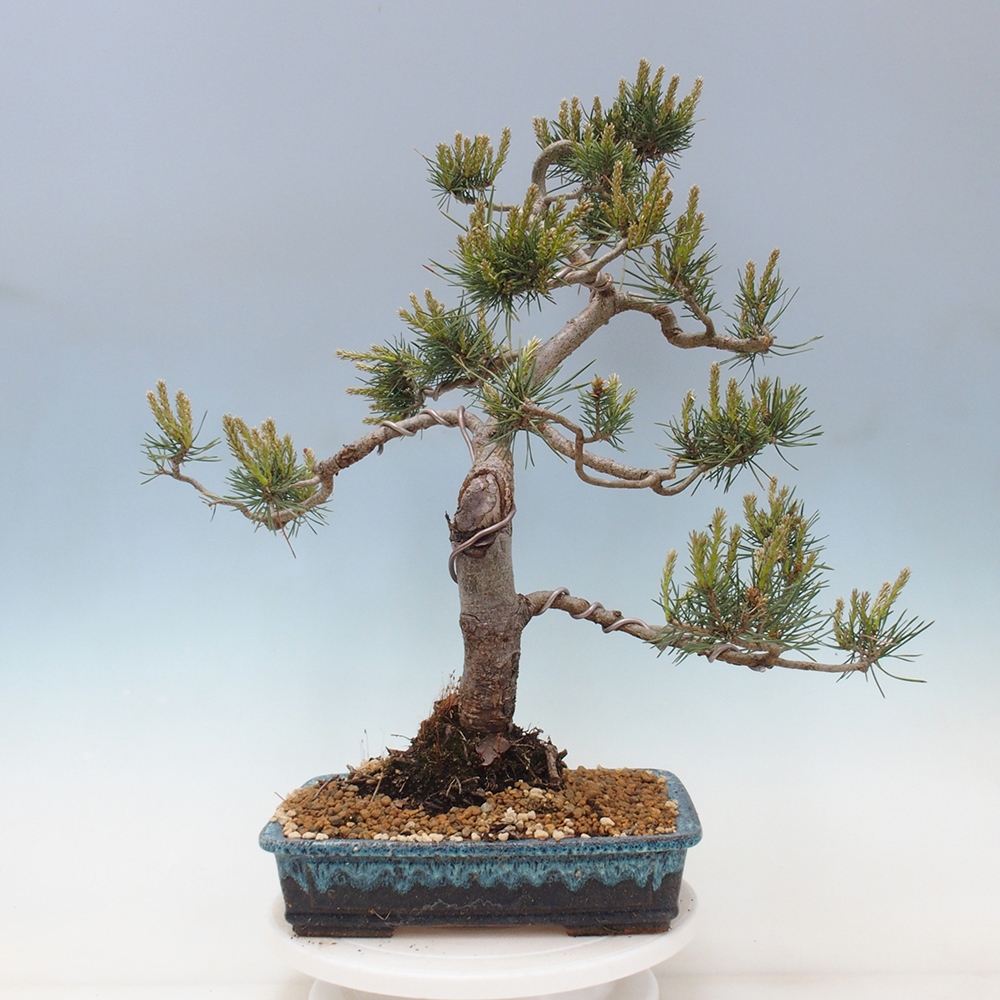 Outdoor bonsai - Pinus Sylvestris - Scots pine