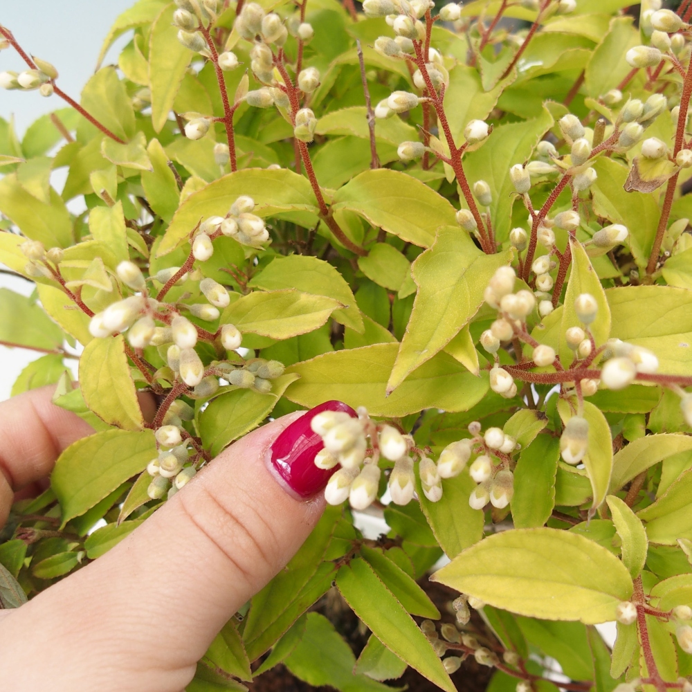 Outdoor bonsai - Deutzia scabra Candidissima - Trojpuk