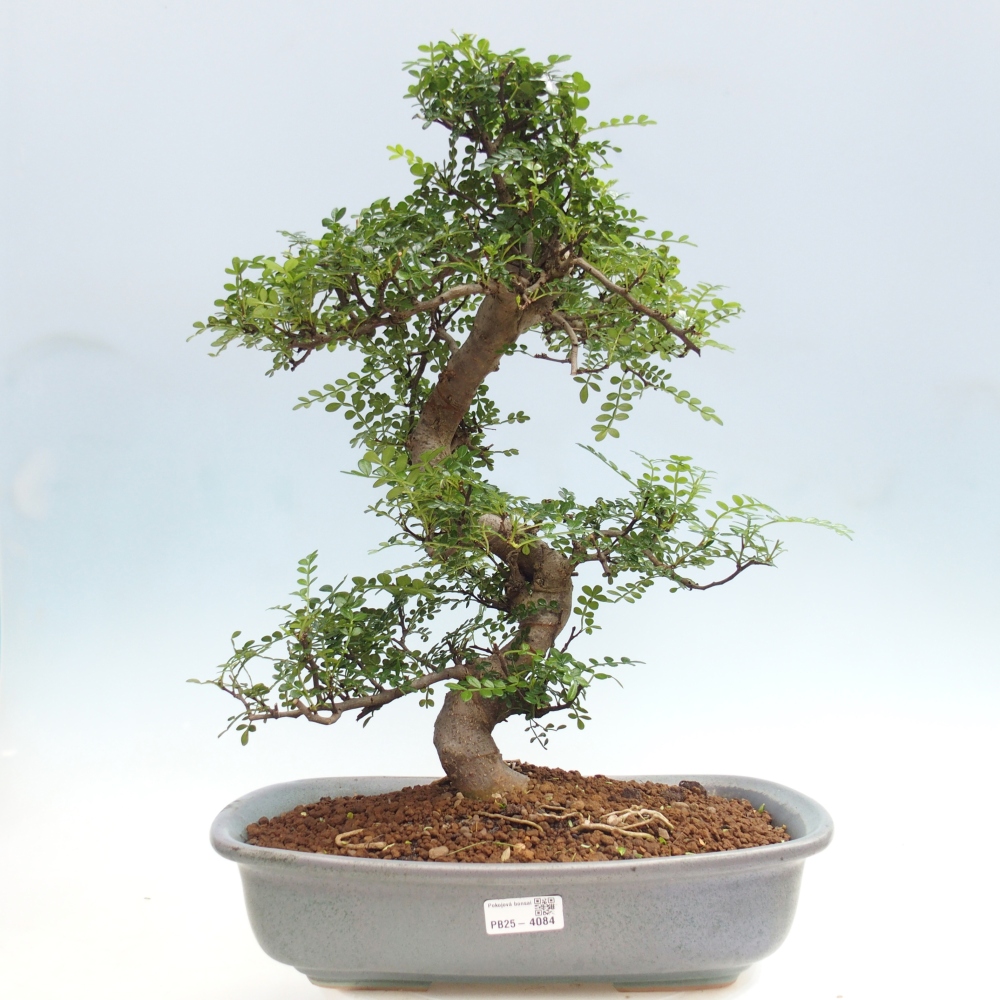 Room bonsai - Zantoxylum piperitum - pepper tree