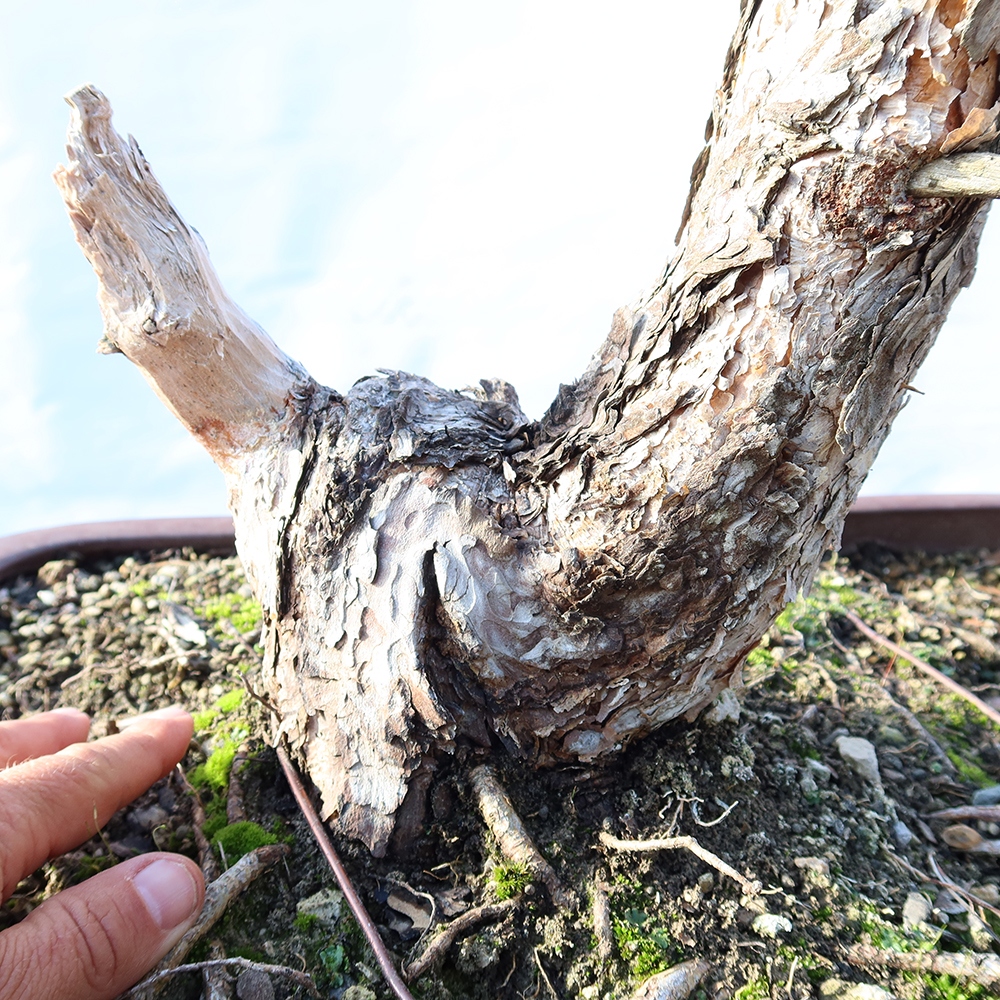 Pinus sylvestris Spain - Scots pine