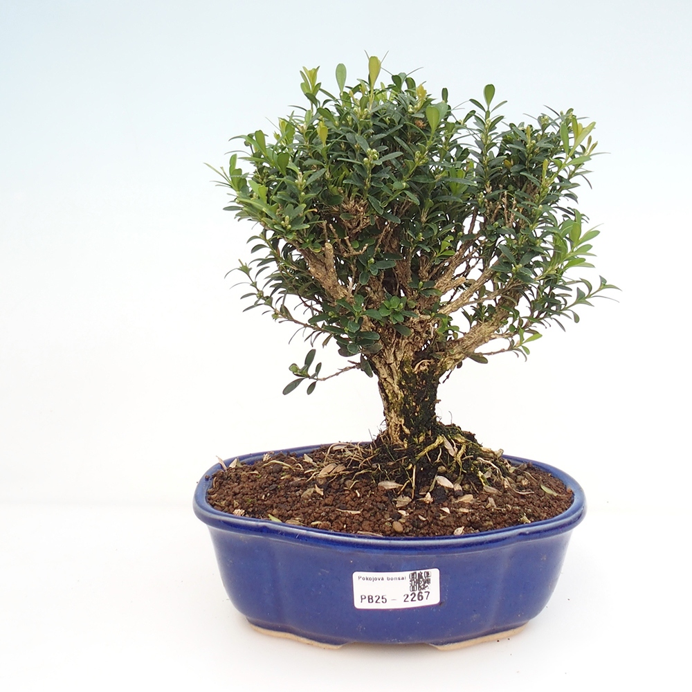 Room bonsai - Buxus harlandii - cork buxus