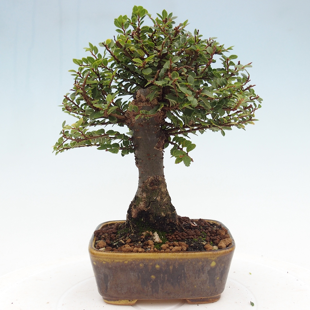 Outdoor bonsai - Ulmus parvifolia Hokkaido - Chinese elm