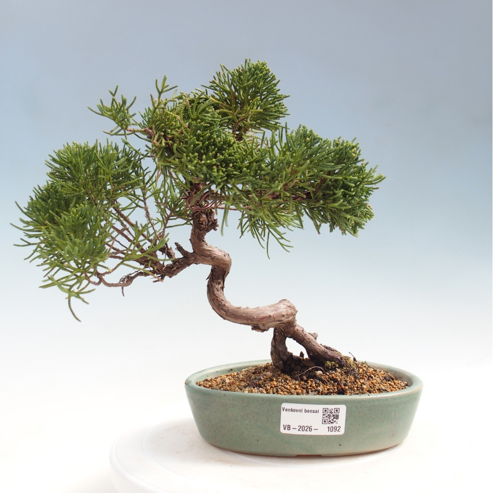 Outdoor bonsai - Juniperus chinensis Kishu