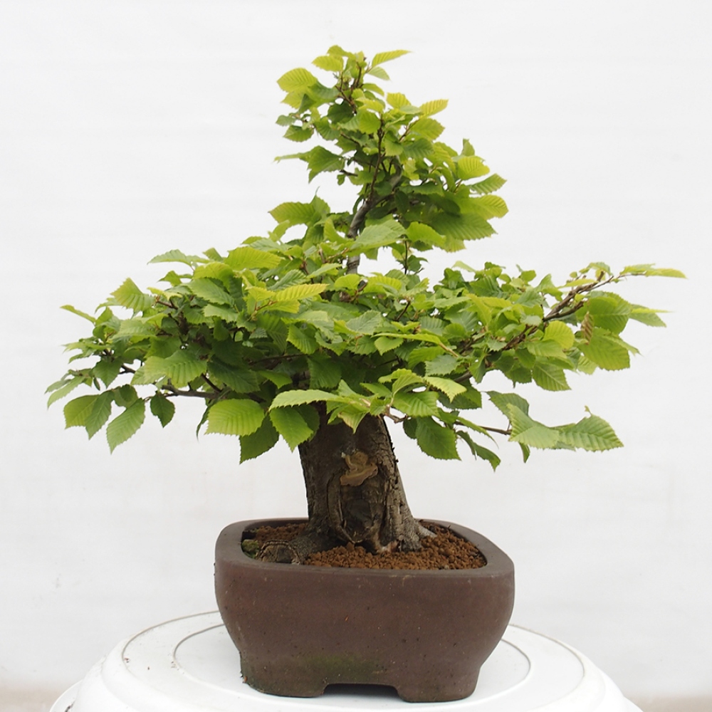 Outdoor bonsai - Hornbeam - Carpinus betulus