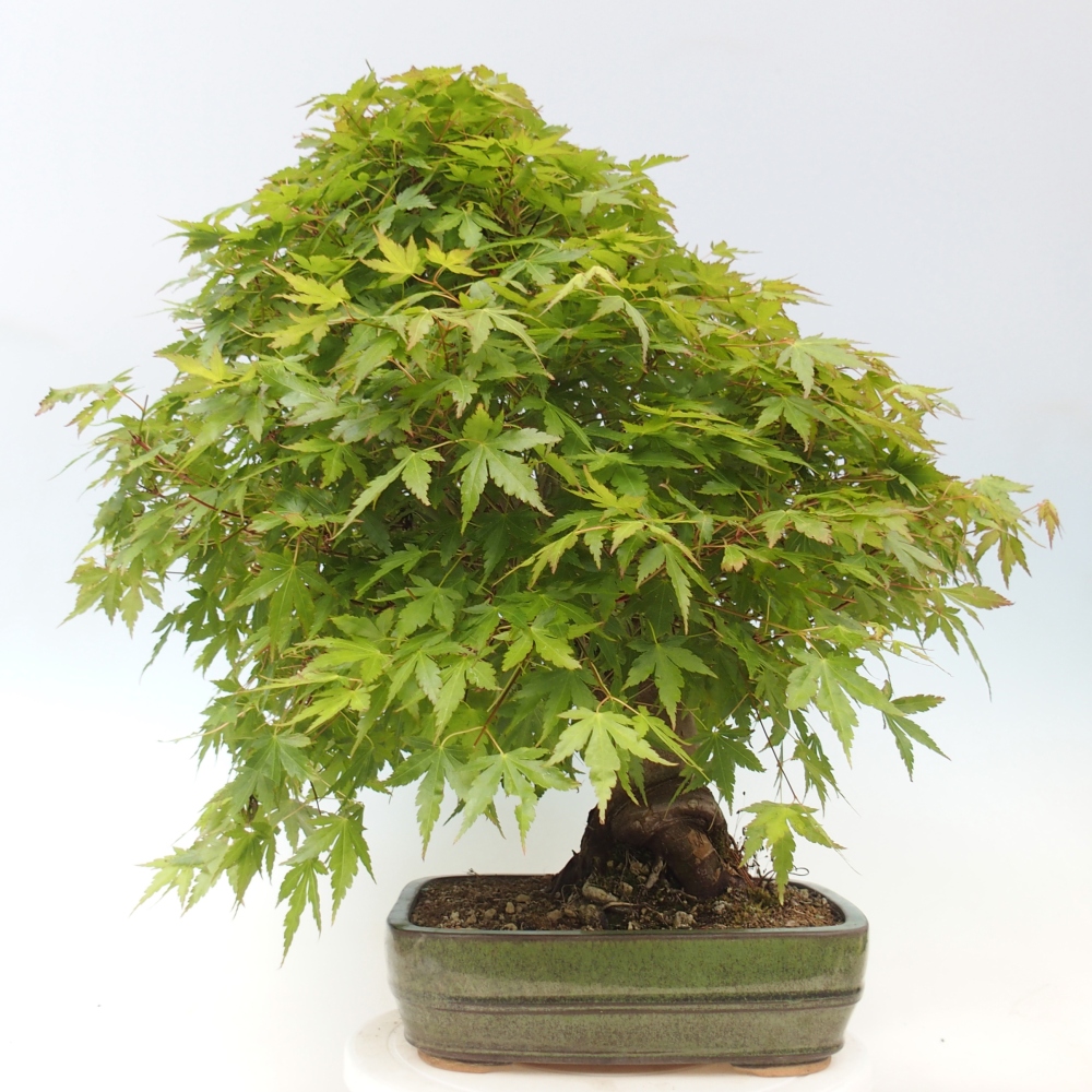 Outdoor bonsai - Acer palmatum - pallet preparation ONLY