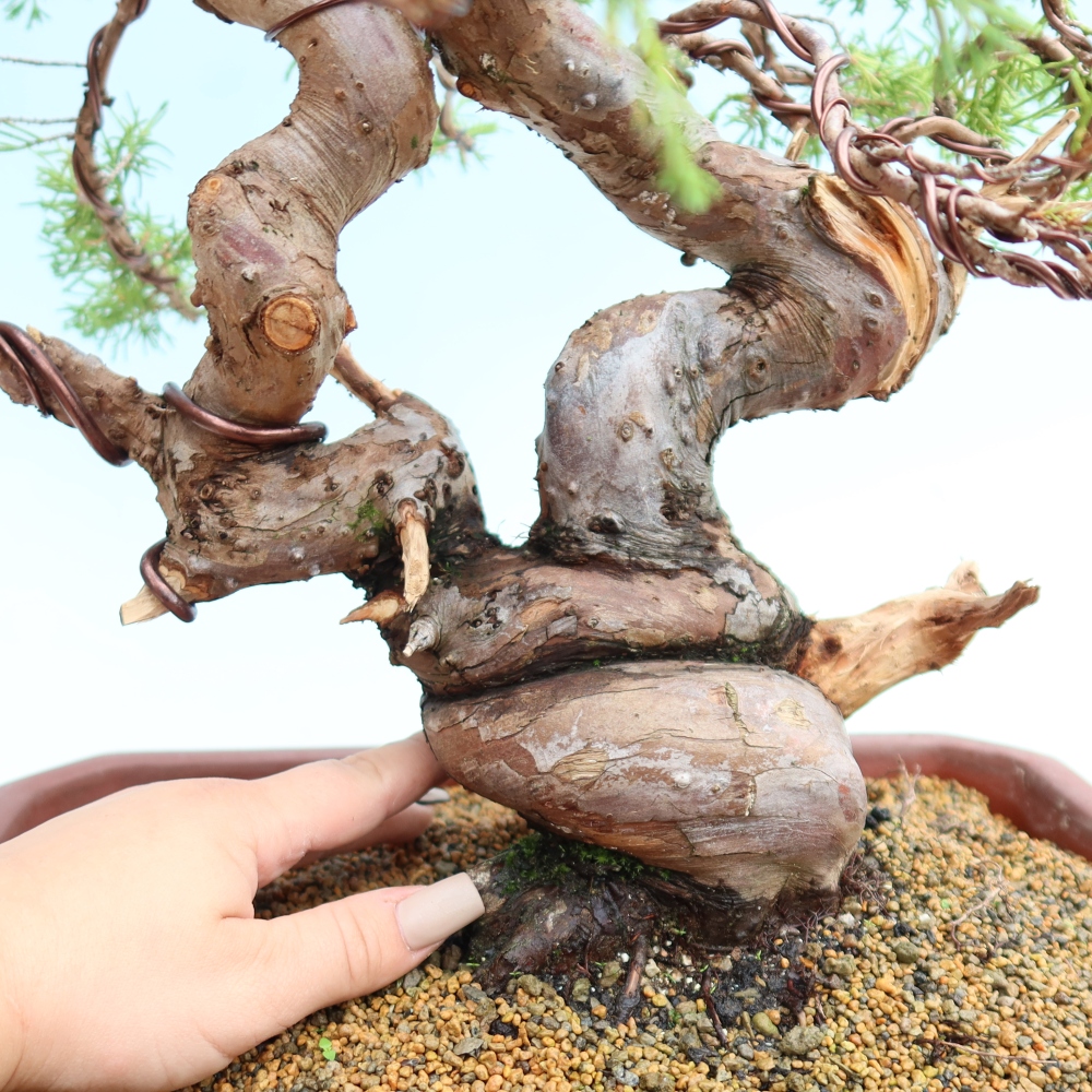 Outdoor Bonsai - Juniperus chinensis Itoigawa - Chinese Juniper