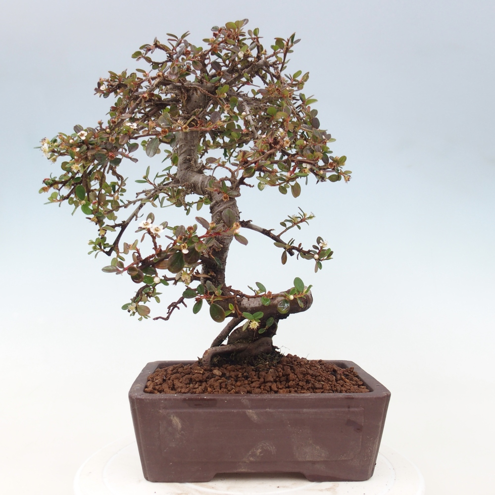 Outdoor bonsai-Cotoneaster dammeri - Damer's Rock
