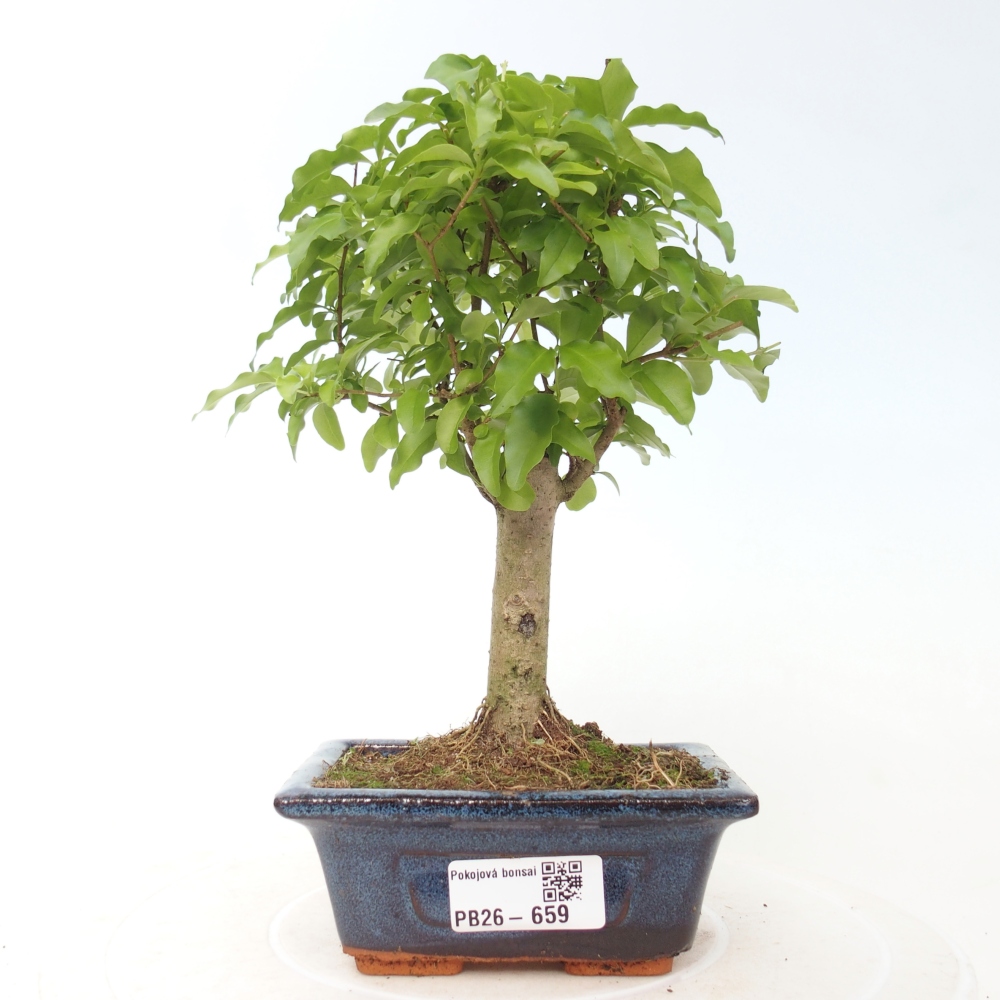 Room bonsai -Ligustrum chinensis - Birds Beak