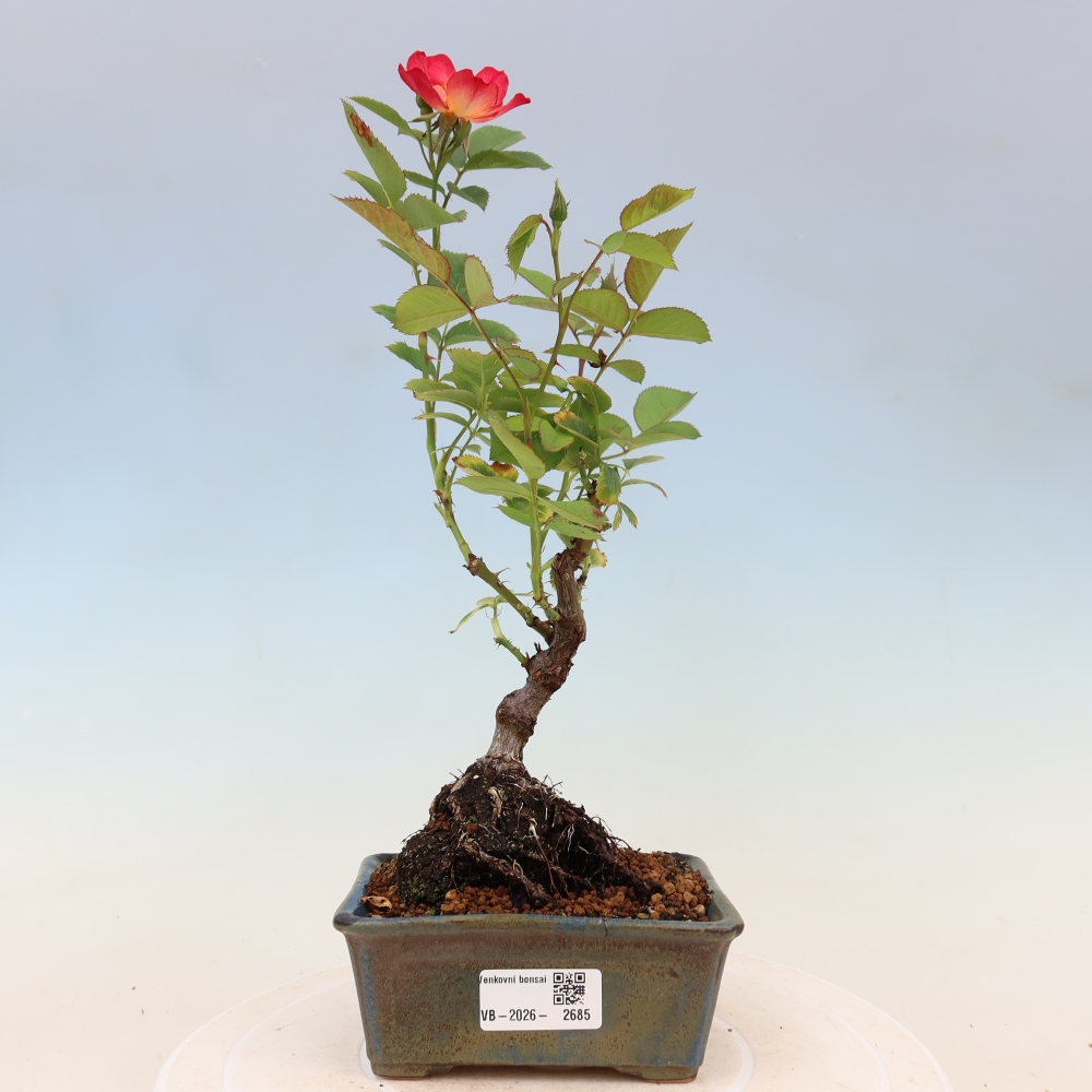 Outdoor Bonsai - Rosa Kordes - Rose