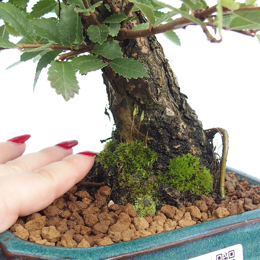 Outdoor bonsai - Zelkova - Zelkova NIRE