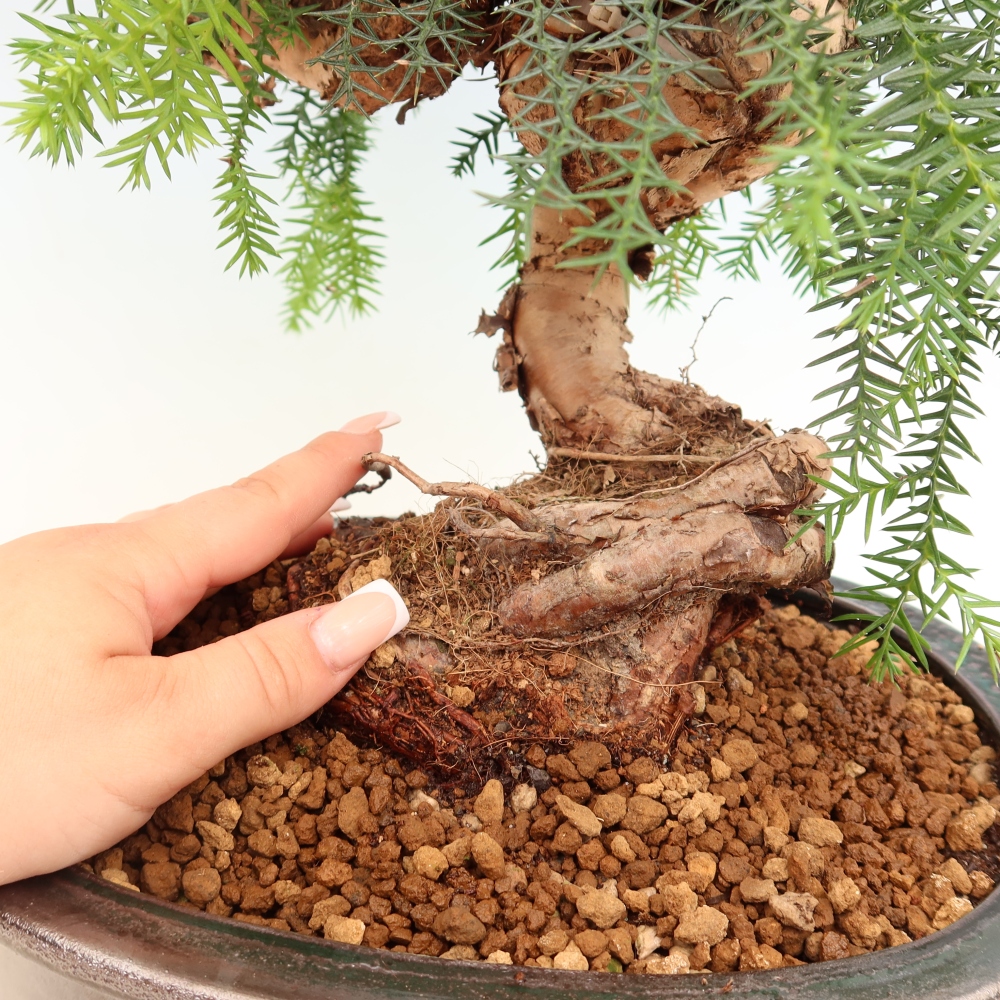 Indoor Bonsai - Araucaria - Indoor Spruce