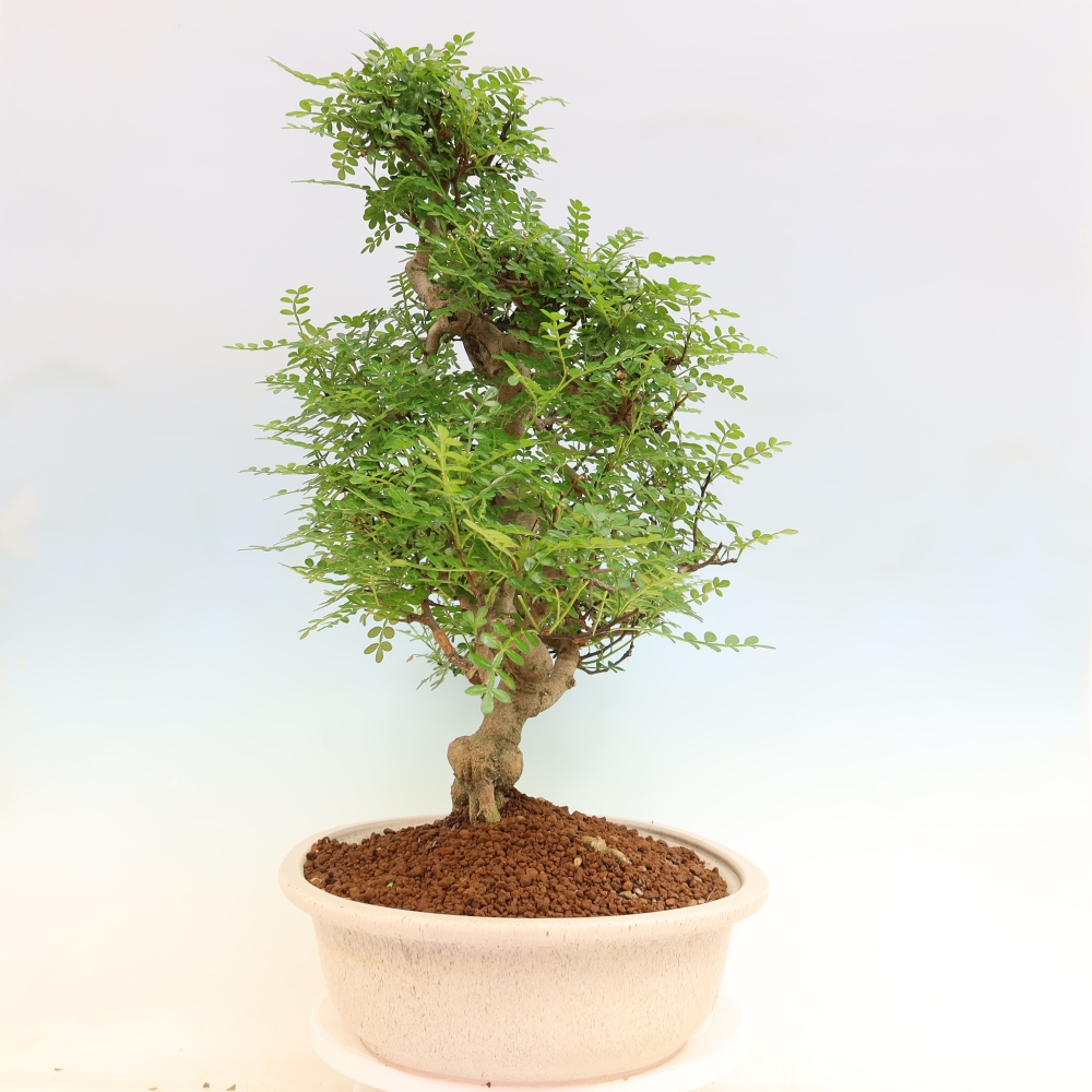 Room bonsai - Zantoxylum piperitum - pepper tree