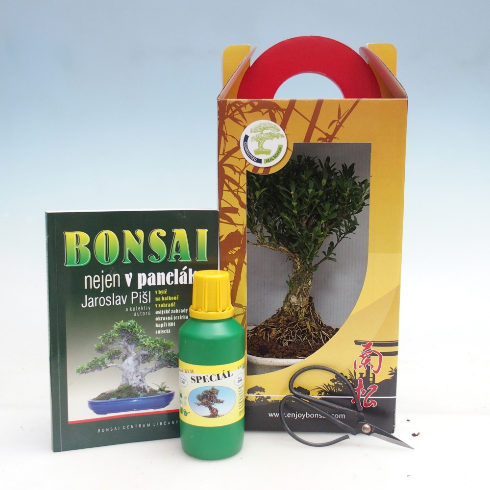 Room bonsai in gift box Buxus harlandii - cork buxus