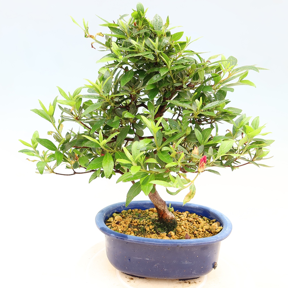 Outdoor bonsai - Japanese Azalea - Azalea Yoko
