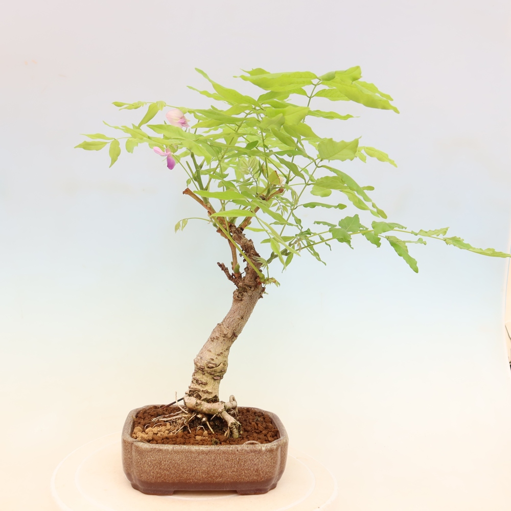 Outdoor bonsai - Wisteria floribunda