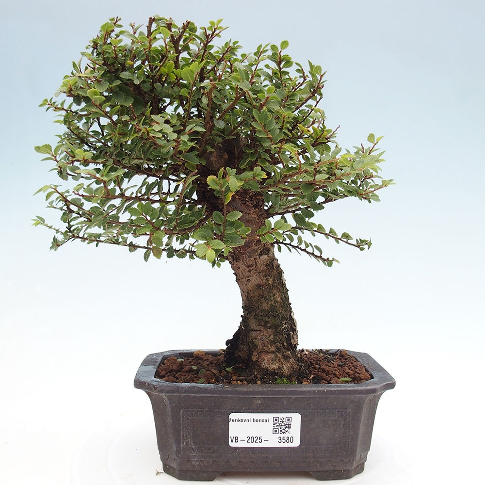 Outdoor bonsai - Ulmus parvifolia Hokkaido - Chinese elm