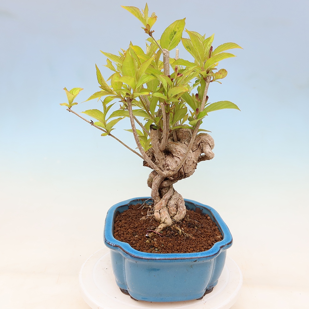 Outdoor Bonsai - Weigela subsessilis - Korean Weigela