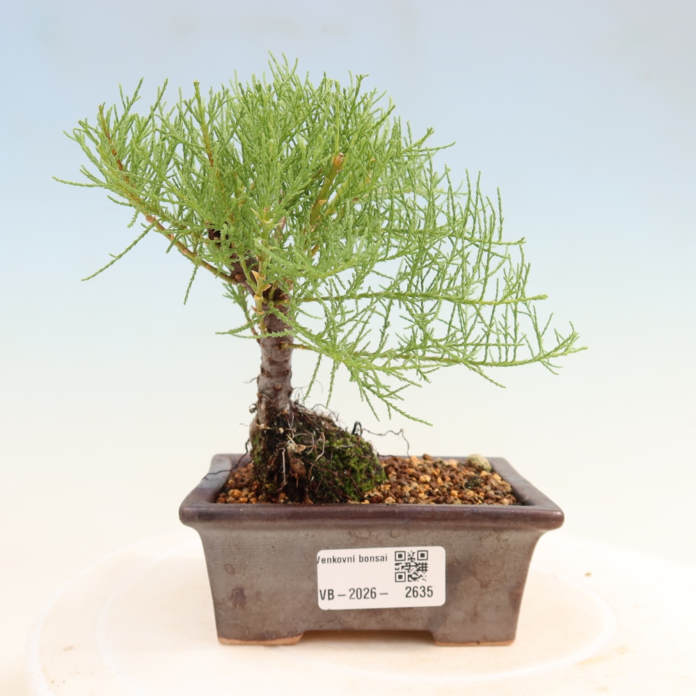 Outdoor Bonsai - Tamarisk - Tamarix