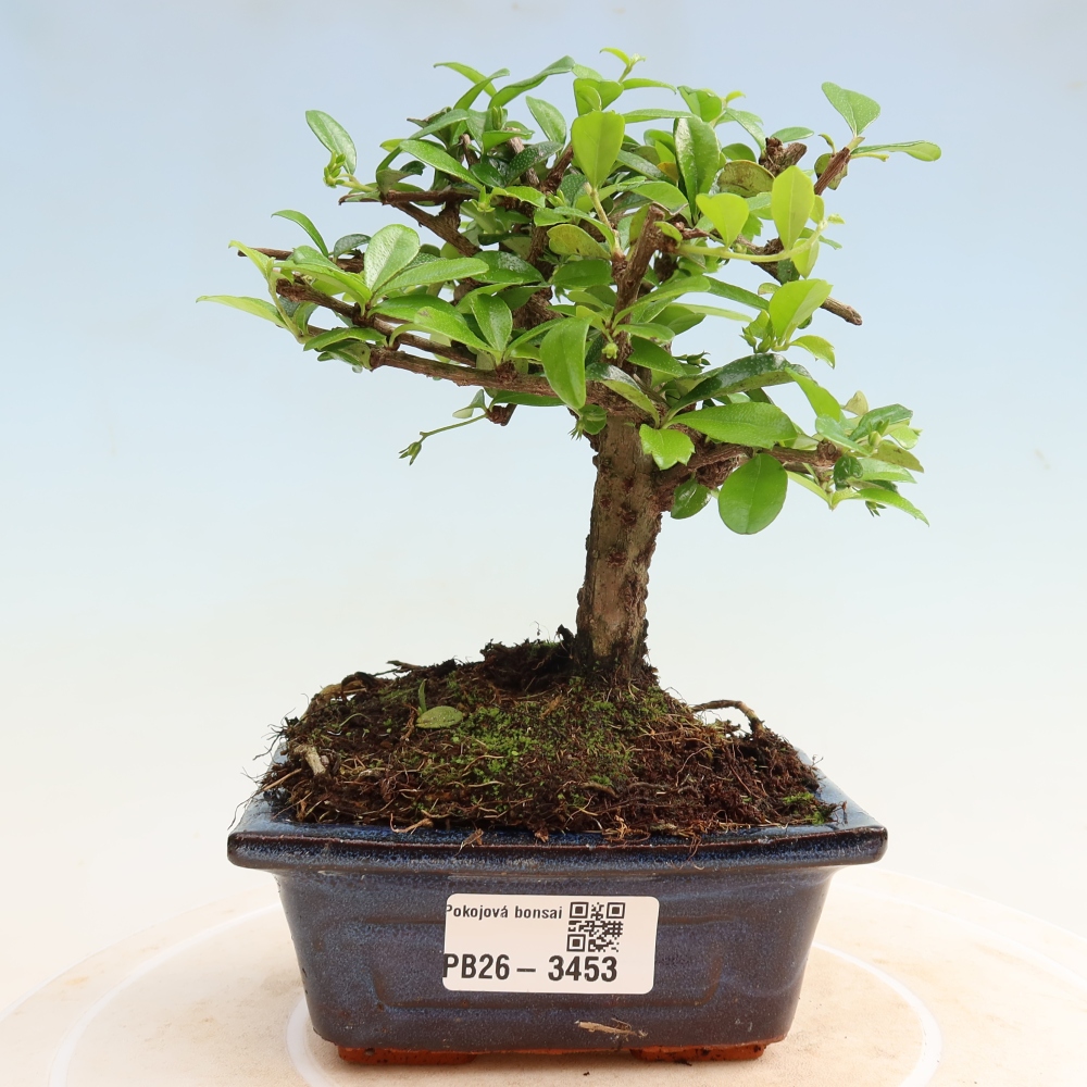 Room bonsai - Carmona macrophylla - Tea fuki