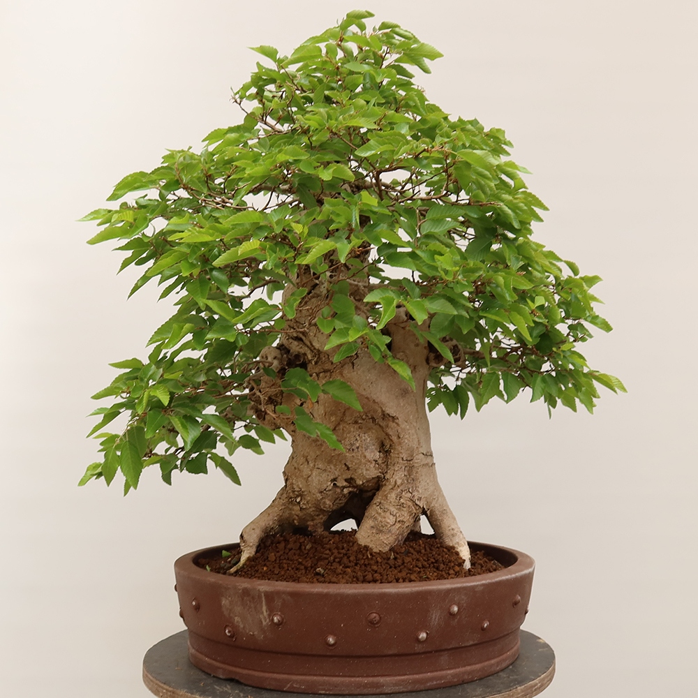 Outdoor bonsai - Carpinus Coreana - Korean hornbeam